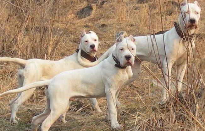 世界上最凶猛的狗排行榜,十种最凶猛的小奶狗