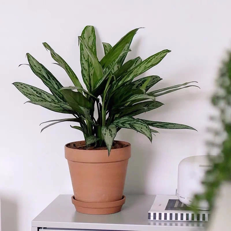 聪明人只爱这3种花卉视频,聪明人都在养的5种花香雪兰