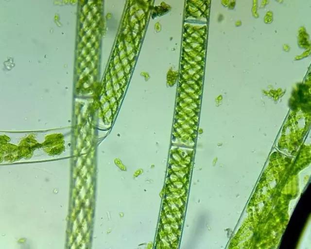 水产养殖藻类老化是怎样的,水产养殖显微镜下各种藻类