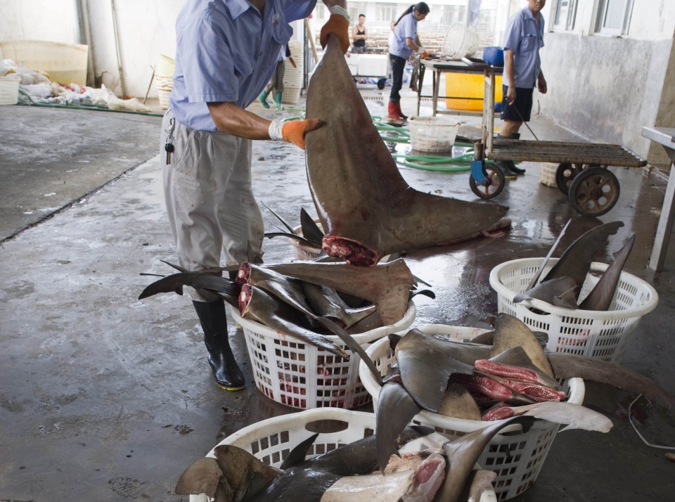 正宗的鱼翅汤,家庭自制鱼翅汤