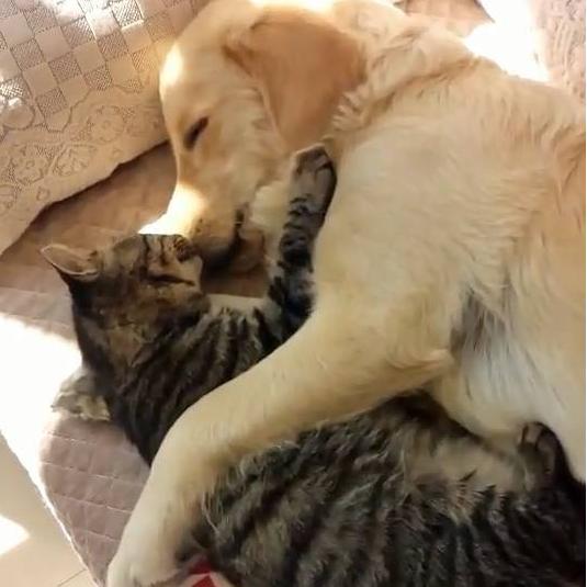 哪种狗更适合和猫一起养,可以跟猫一起养的狗有哪种