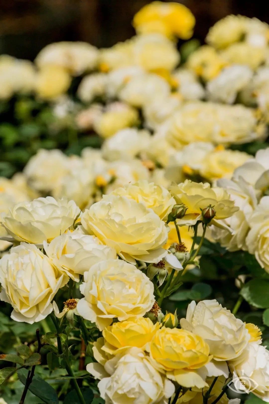 深圳1号线晚上好去处,地铁深圳一号线哪里好玩