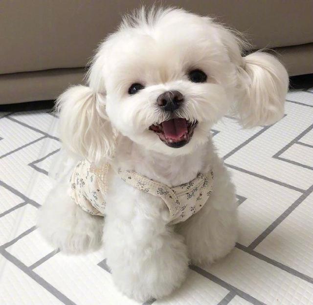 能让人笑到肚子疼的笑话简短,幽默笑死人的短句笑话大全