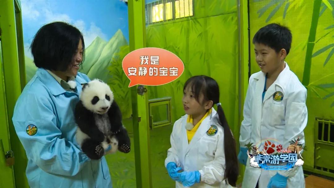 大熊猫相关知识,大熊猫百科知识详细介绍