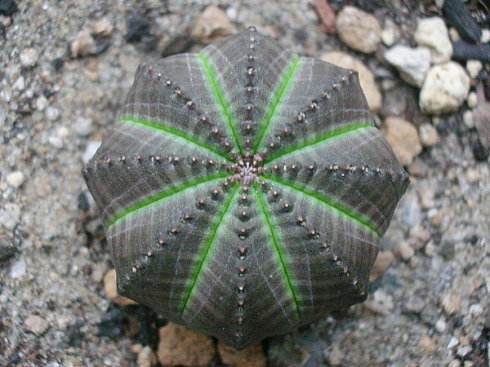 自然界嘴巴奇特的十种动物,十种奇特的自然界植物图片