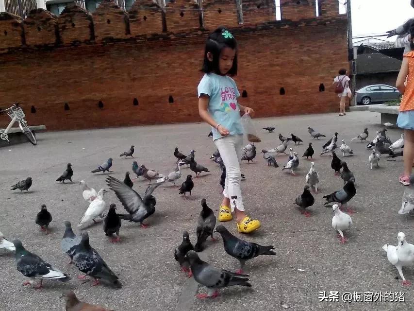 泰北玫瑰的英文,泰北玫瑰图片