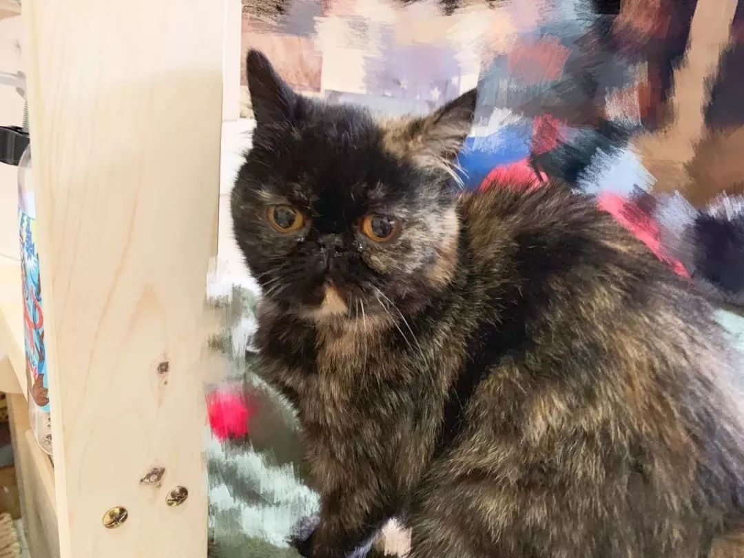 中华田园猫为什么叫中华田园猫呢,中华田园猫乌云盖雪是招财猫吗