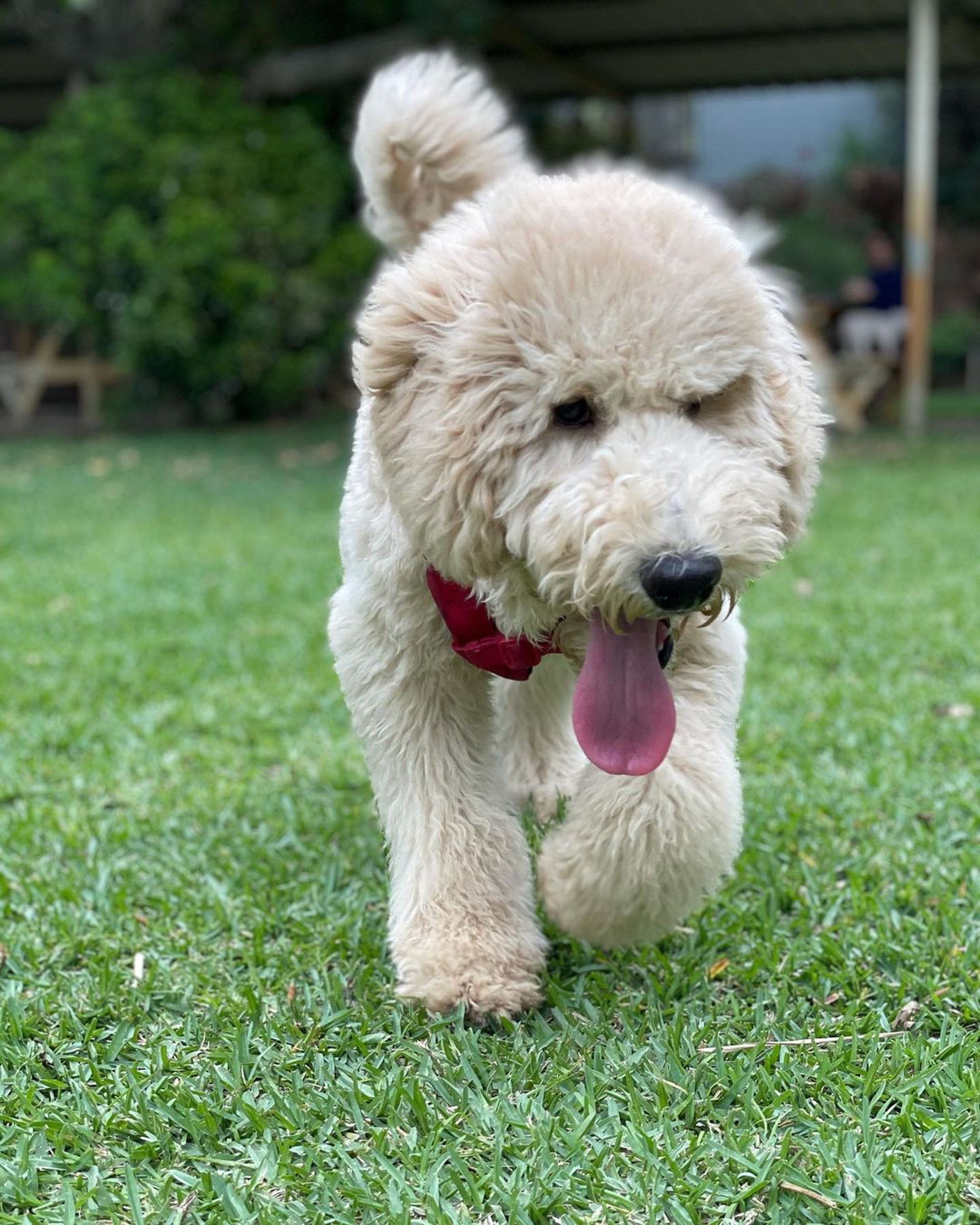 家里两只巨型贵宾犬,巨型贵宾犬发疯