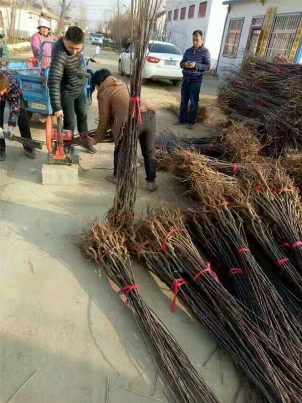 柱状梨树苗品种详细介绍,柱状梨苗好品种价格