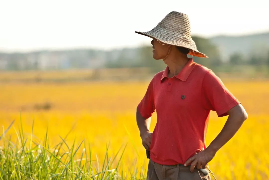 正宗五常大米黄钻稻花香米,大米推荐好吃的五常大米