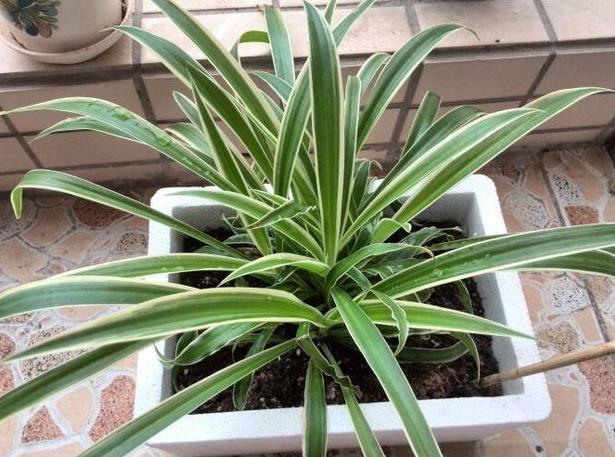 家庭盆栽金边吊兰的养护方法,金边吊兰怎么养才能更旺盛长得快