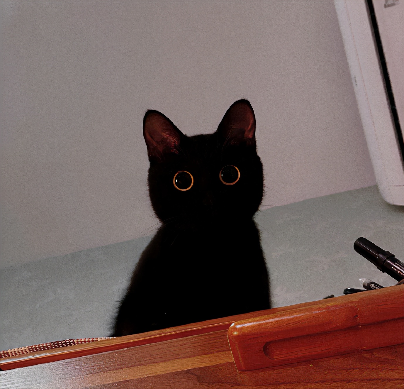 为何不建议养黑猫,黑猫为啥不建议养