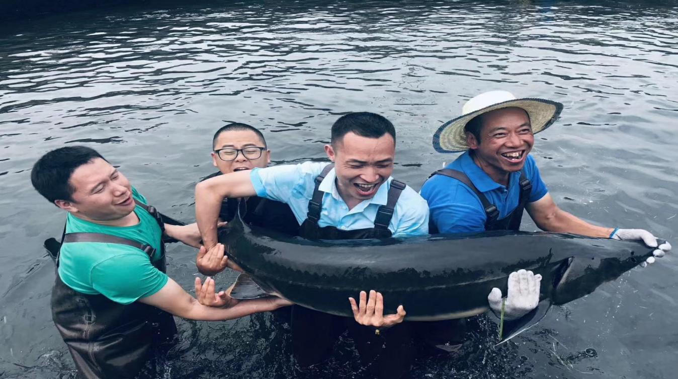 珍贵的鲟鱼子酱,鲟鱼子酱真的物有所值吗