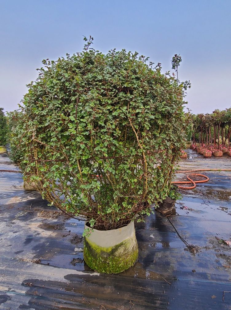 月季基地最美,常州最大月季基地