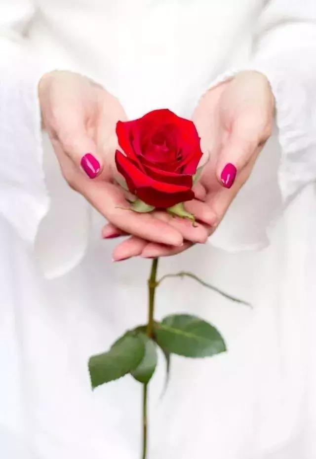 玫瑰大全｜说到玫瑰只能想到红玫瑰的，建议你好看看本文！