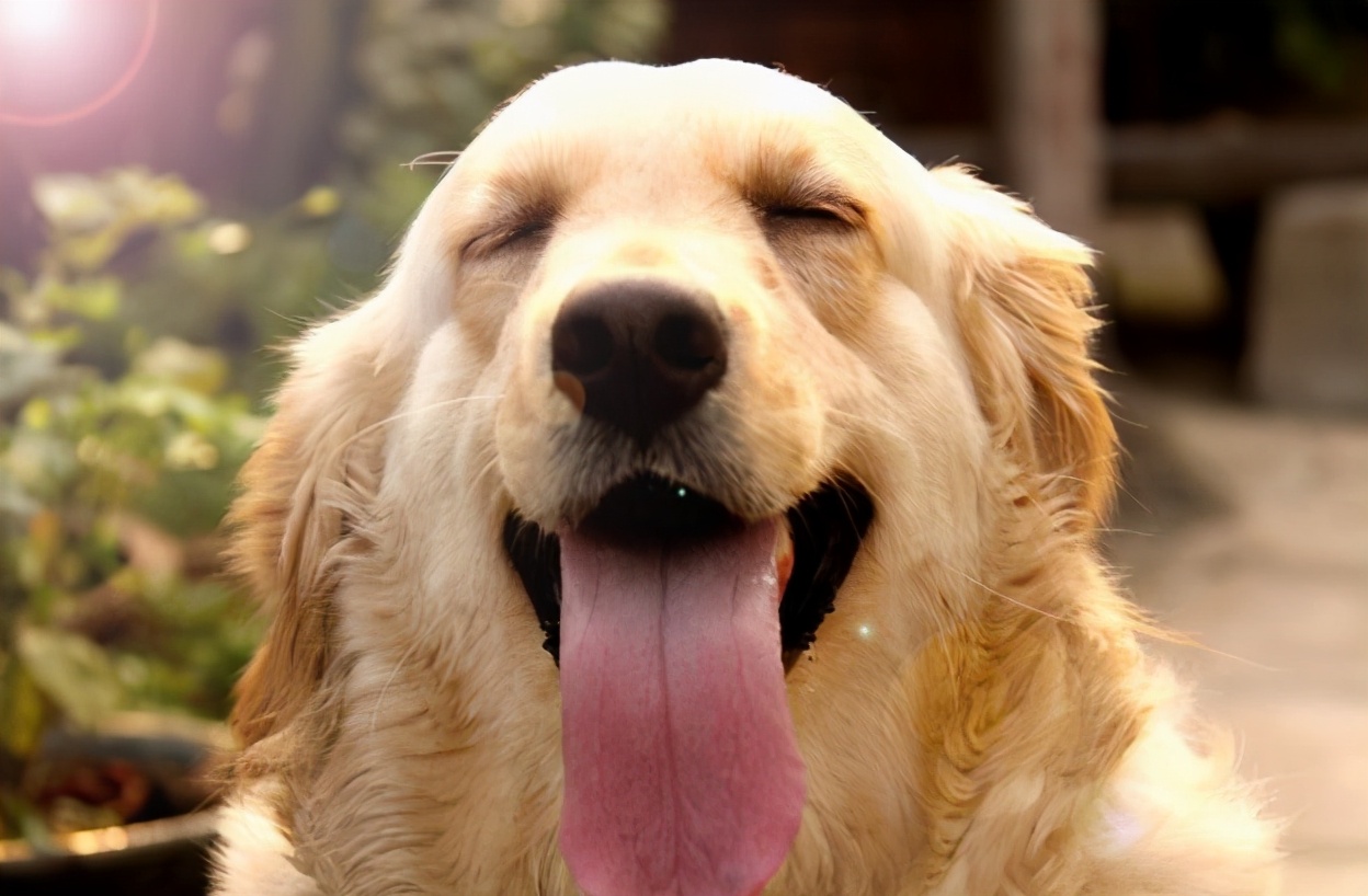 40斤金毛狗粮价格表,适合金毛吃的狗粮推荐