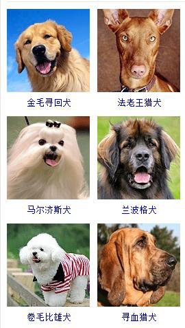狗狗品种大全及图片超可爱宠物狗,宠物狗的常见品种名称大全