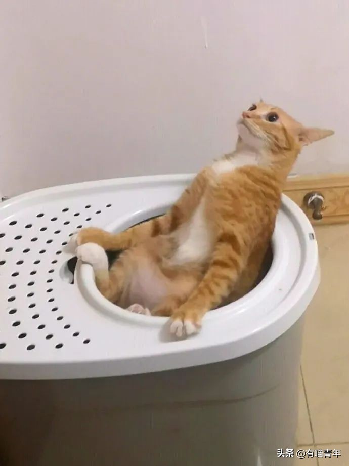 猫咪拉屎姿势好笑,猫咪拉屎搞笑表情