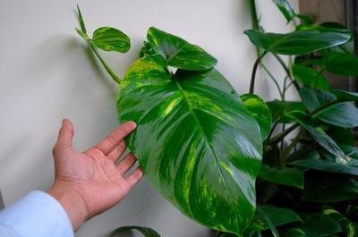 用它兑点水，从“绿萝柱”顶上倒进去，7天后出现50cm“巨叶”