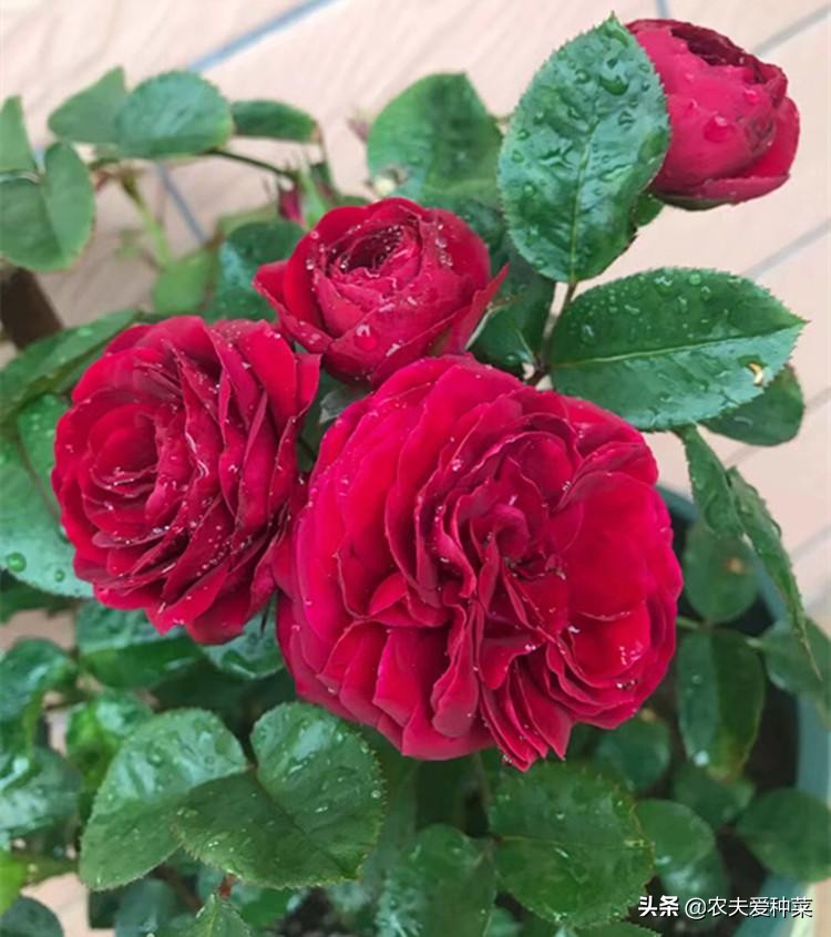 欧月月季品种大全图片,欧月月季的品种有哪些