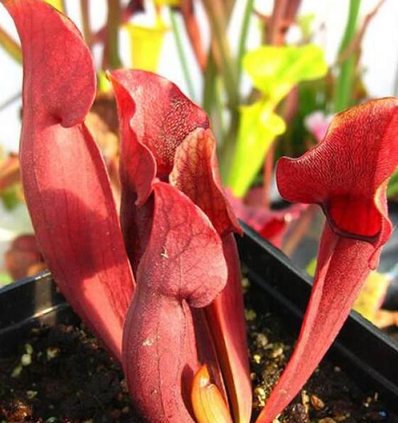 最吸引虫子的食虫植物,自然界克制蚊子苍蝇的植物