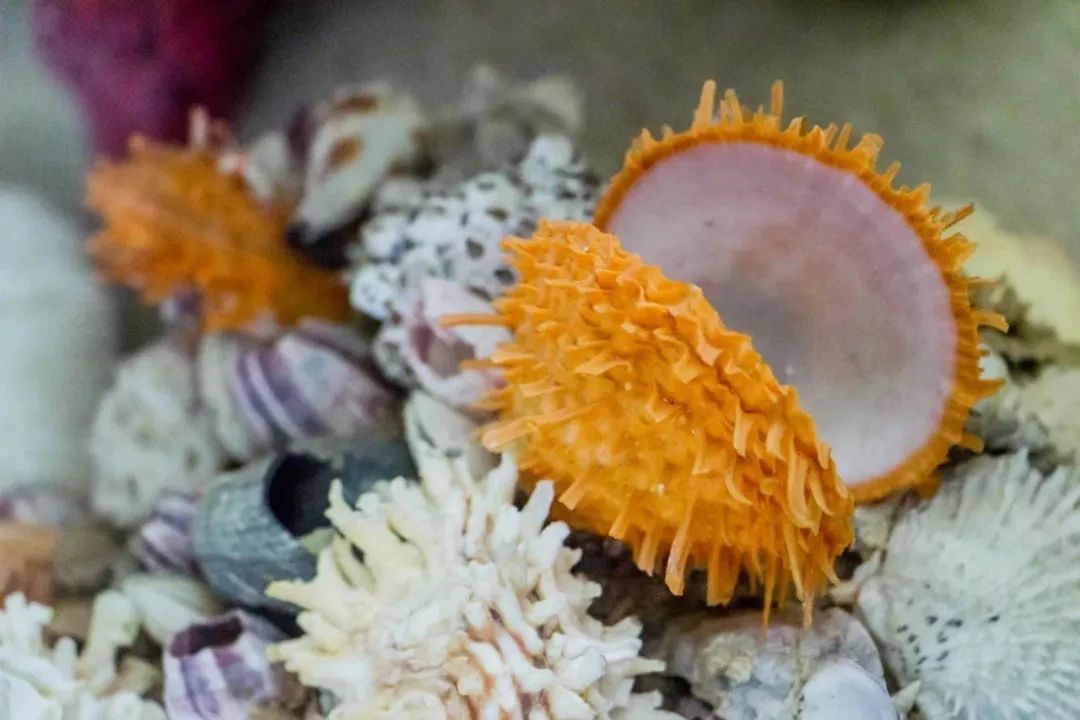 深圳二号线沿线有哪些景点游玩,深圳9号线沿途好玩的地方推荐