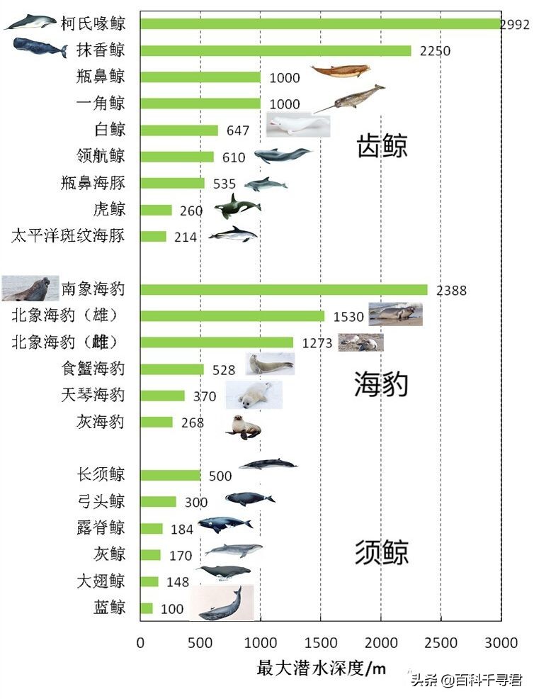为什么抹香鲸它的潜水能力最强呢,抹香鲸为啥潜水能力最强