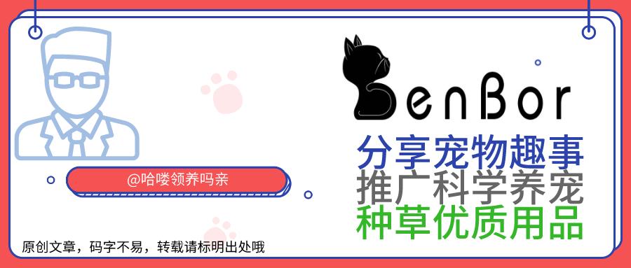 英短猫的颜色就能看出猫的性格,猫咪不同颜色猫爪分辨猫咪的性格