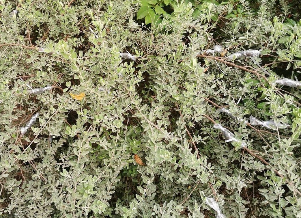 常见的花卉繁殖方法有哪些,繁殖花卉的方法解析