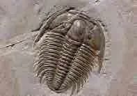 方案速递|生态科普互动展——超级虫子