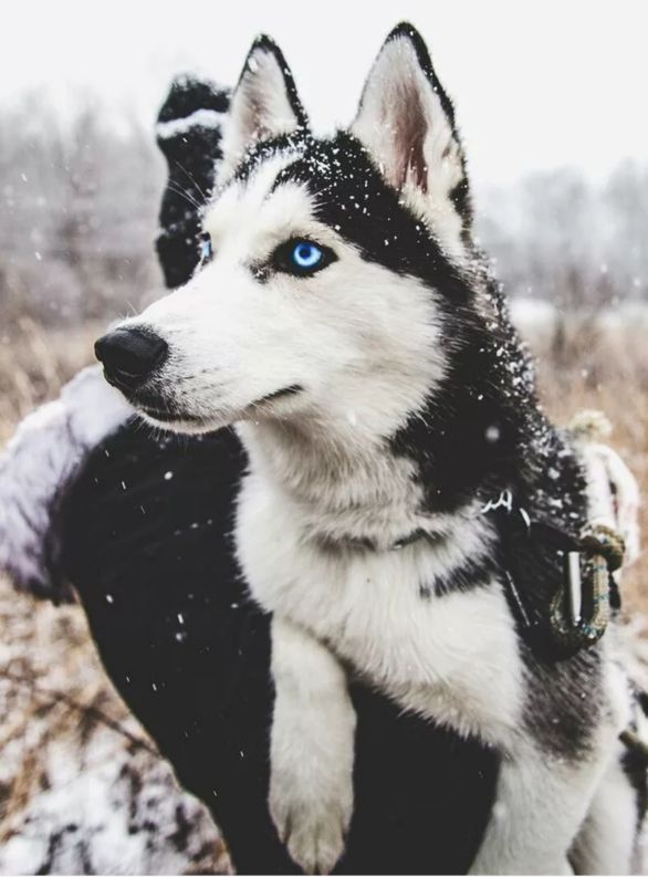 西伯利亚的二哈犬,俄罗斯真正的西伯利亚雪橇犬