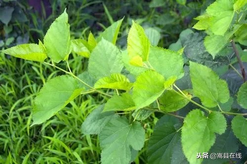 农村身边常见中草药不要错过这些宝贝！