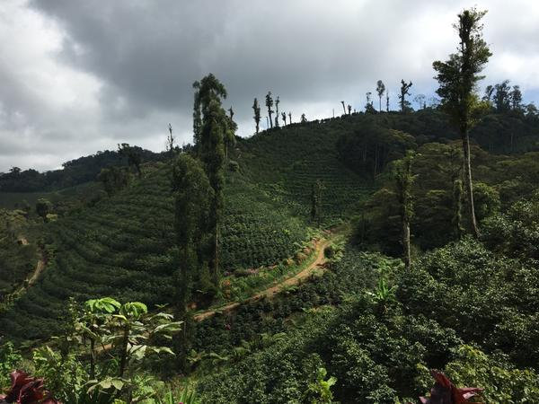 肯尼亚咖啡豆产区,世界四大产区顶级阿拉比卡咖啡豆