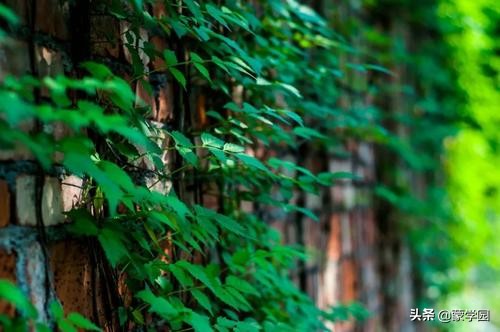 叠字联名联欣赏:　看山山已峻,望水水乃清