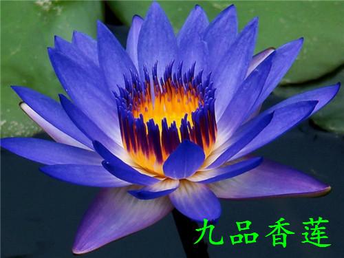 水培睡莲的种植方法,睡莲几月份种植最好