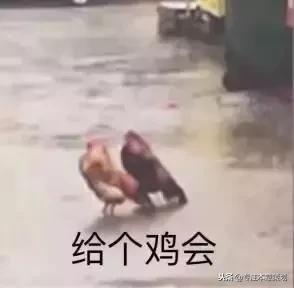 仓鼠没有尾巴,我是一只幸运的小仓鼠