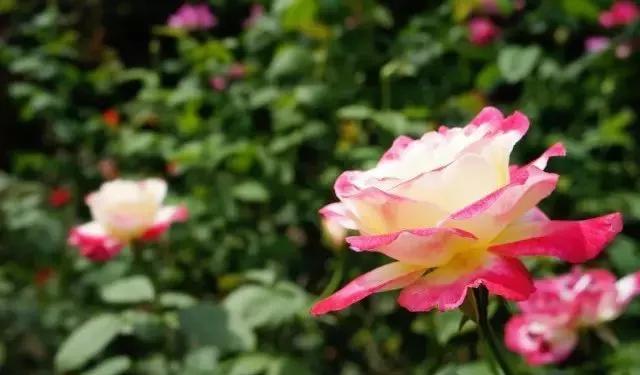 100种玫瑰花品种大全,玫瑰花有哪些品种大全