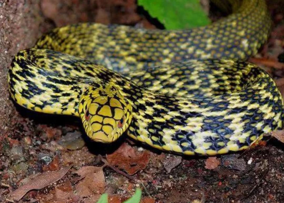 菜花蛇到底是不是无毒蛇,菜花蛇无毒为什么能称百蛇之王