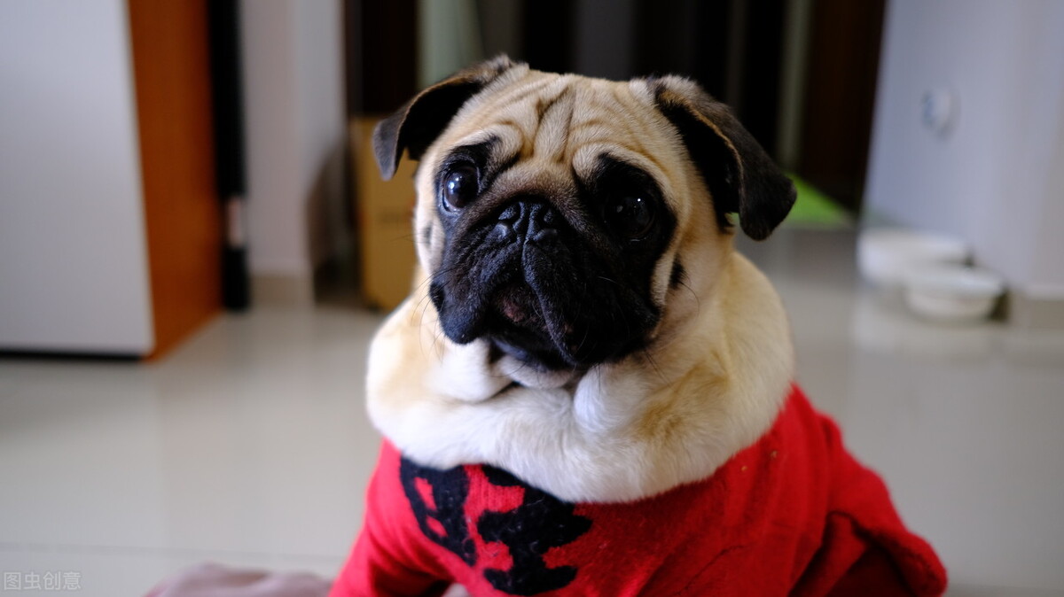 巴哥犬好养吗养巴哥犬的注意事项,八哥犬和巴哥犬有什么区别呢