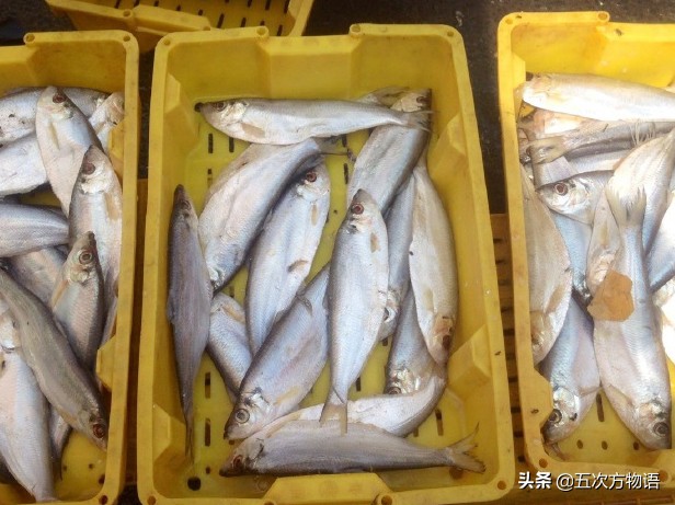 青岛常见的海鱼,海洋鱼类种类大全及图片