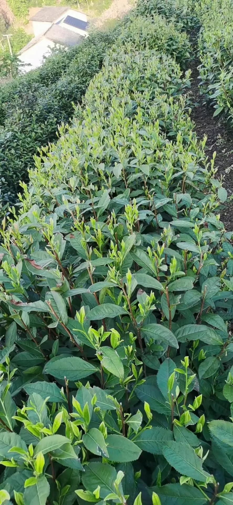 黄山猴魁茶叶多少钱一吨,太平猴魁茶叶什么价格行情好