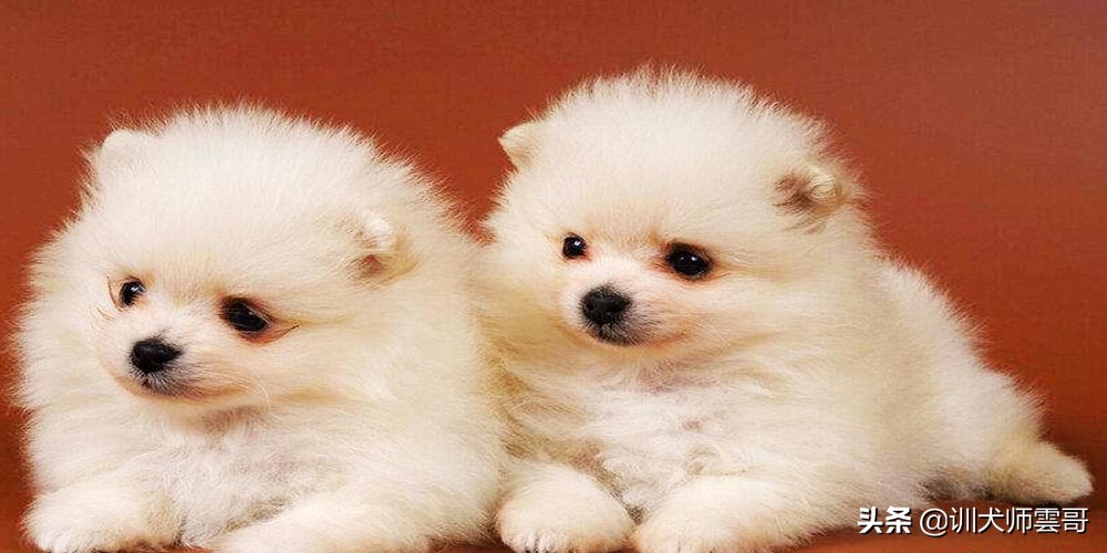 怎么挑选狗狗幼犬健康,怎样挑选土狗幼犬看家才厉害