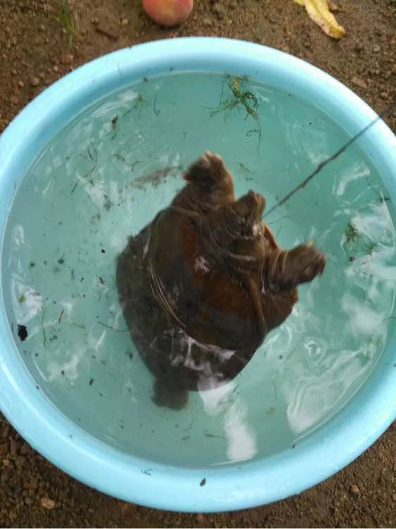 甲鱼的各种钓法,甲鱼怎么钓最简单方法