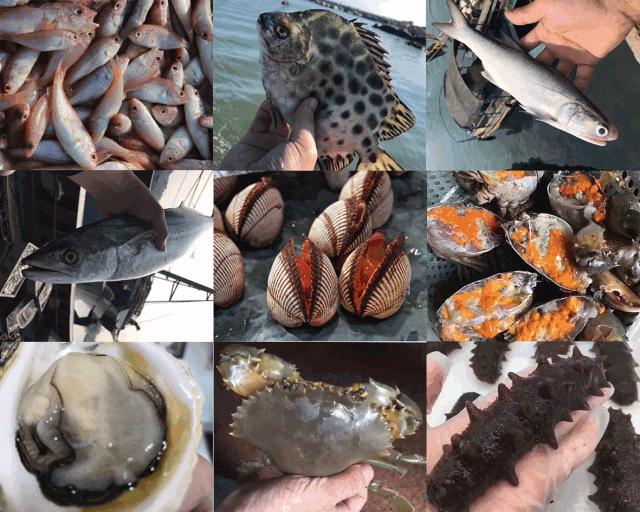 海鲜馅饺子的做法窍门视频,猪肉海鲜饺子馅的做法大全