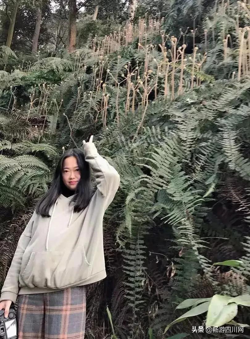 四川发现桫椤群,宜宾发现桫椤群视频