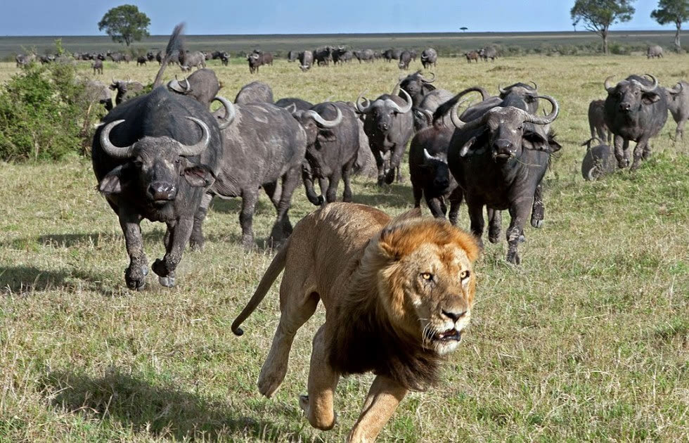 马赛人单挑非洲雄狮,狮子为啥惧怕马赛人