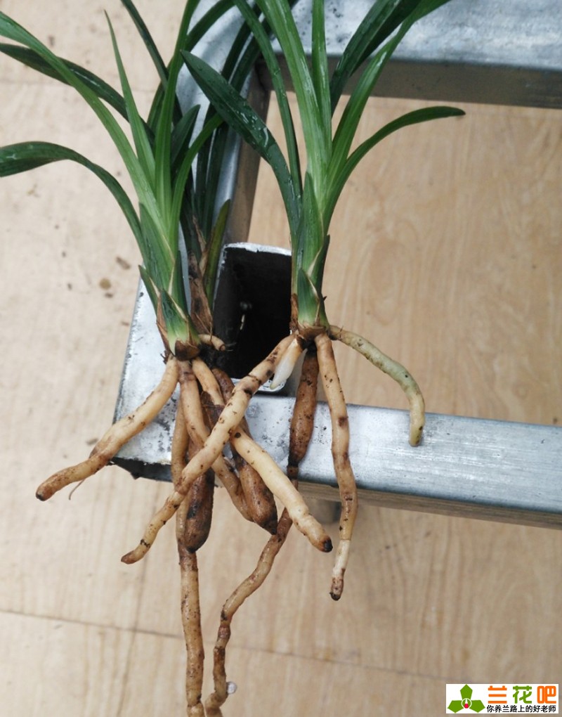 秋季给兰花翻盆和分株的要点,当年刚种的兰花秋季可以翻盆吗