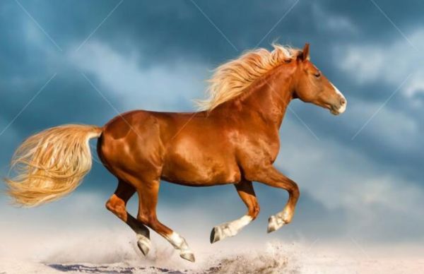 飞黄腾达是什么意思呢,飞黄腾达寓意是什么