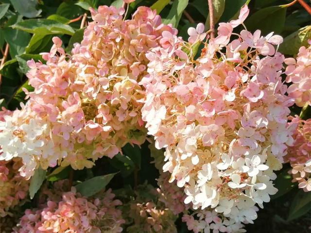 不止因为病虫害，这些原因也可能导致绣球挂掉，但是可以挽救