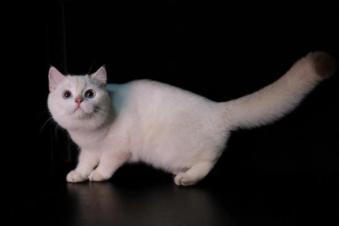 英短为什么讨人厌,英短猫为什么不建议养